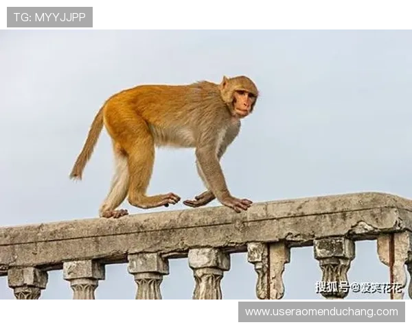 全面解析新澳门六合彩中奖规则让你轻松理解中奖概率与投注方式